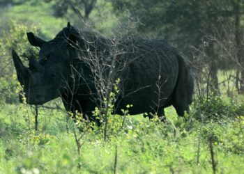 black rhino