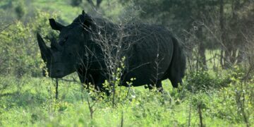 black rhino