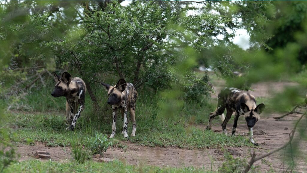 african wild dogs