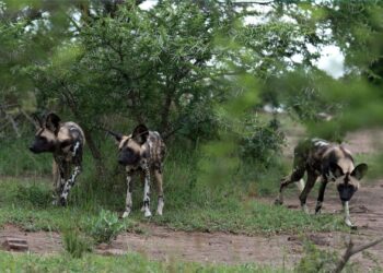 african wild dogs