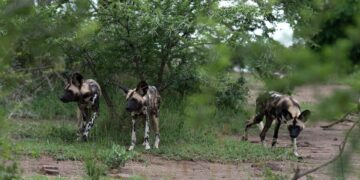 african wild dogs