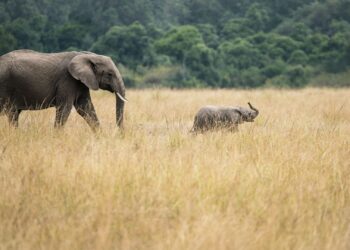 Elephants