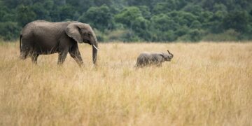 Elephants