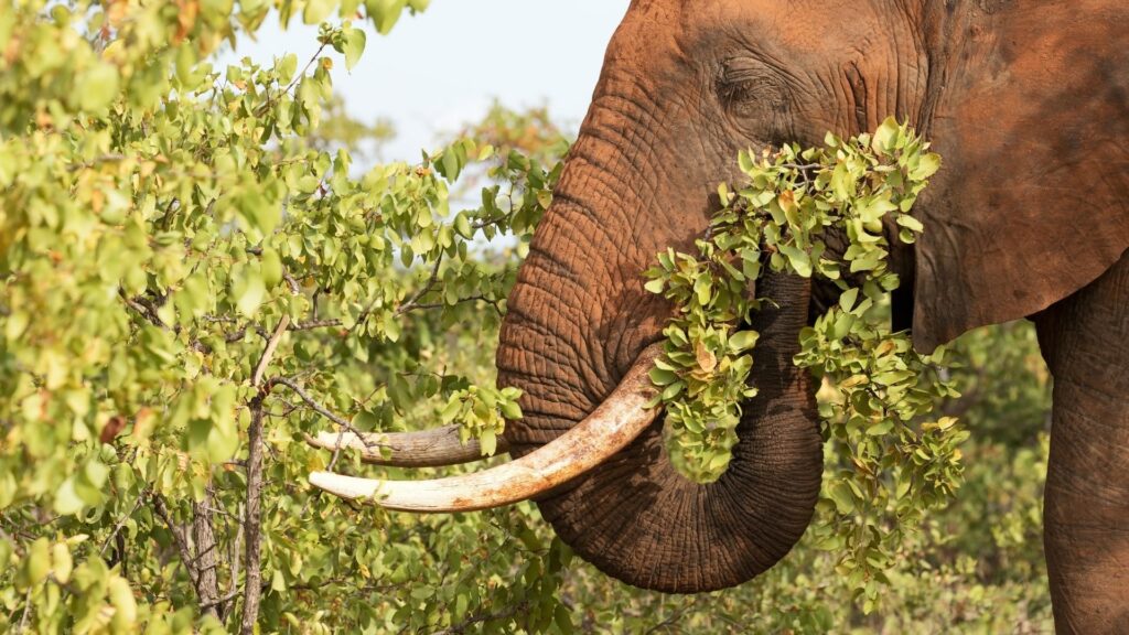 elephants ivory