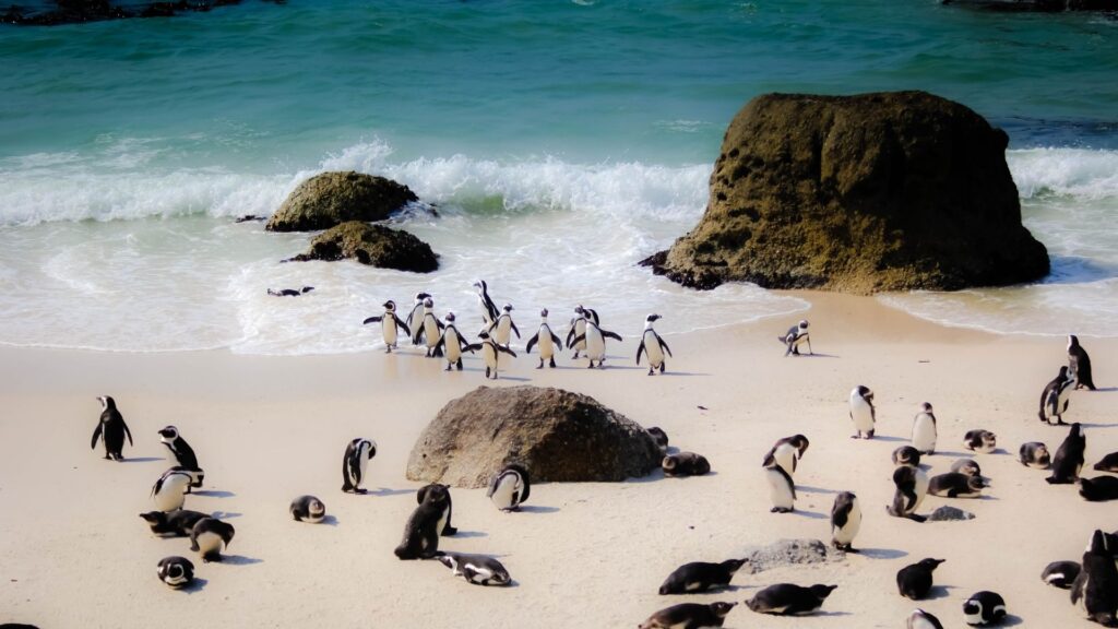 Penguins Table Mountain National Park