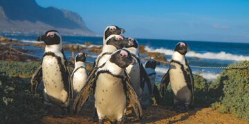 South Africa