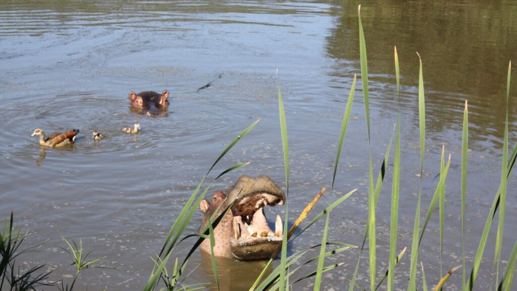 East London hippos