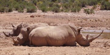 Rhino conservation