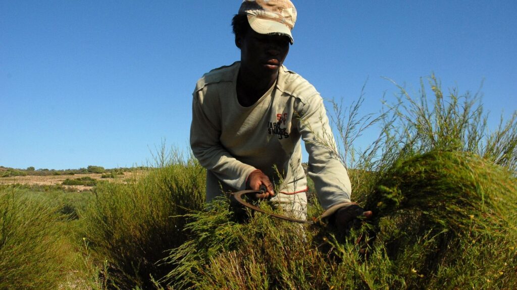 Rooibos Clanwilliam