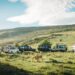 Safari vehicles in Masai Mara National Reserve. Photo: Matthieu Pétiard / unsplash