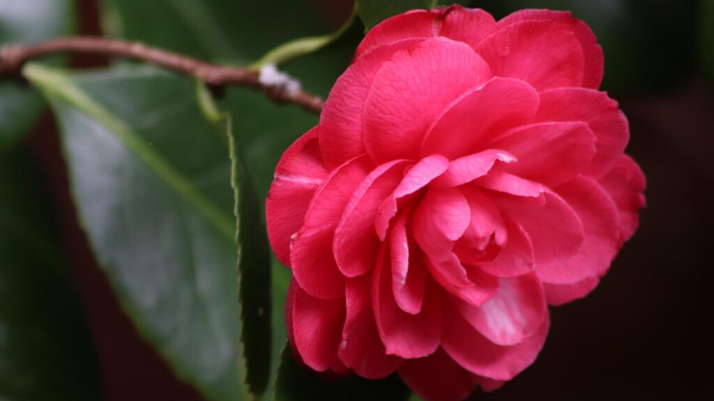 camellia garden