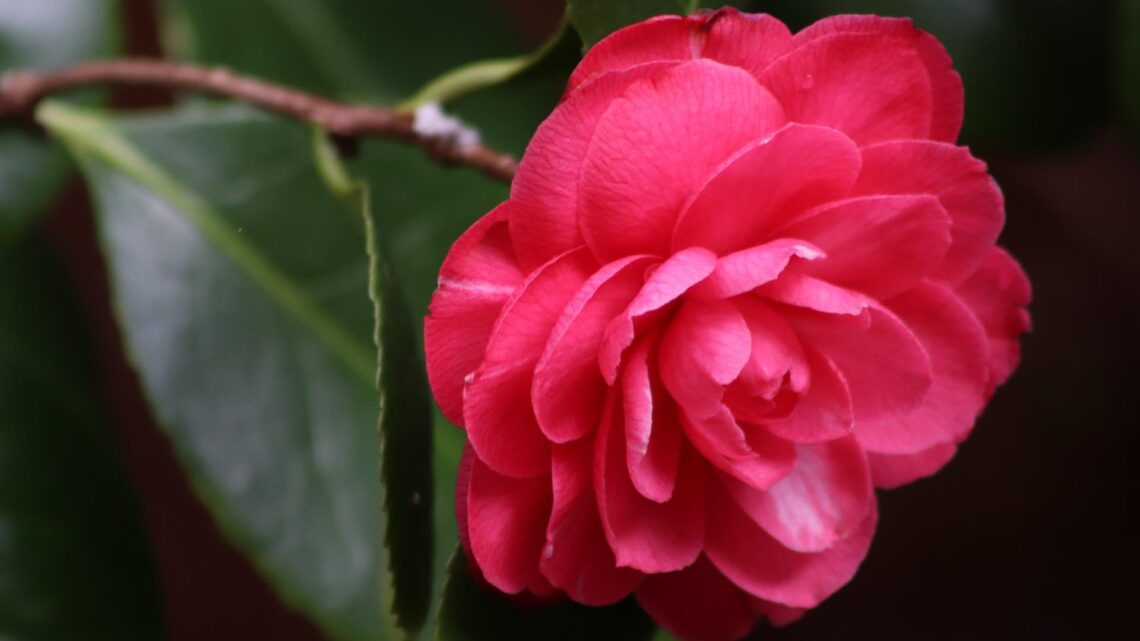Africa's only Camellia Garden springs to life in Cape Town I Love