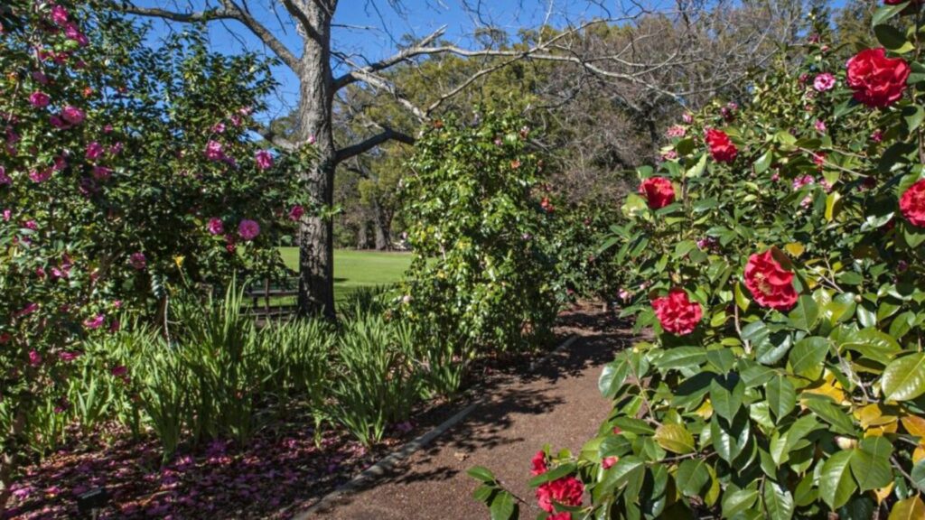 camellia garden