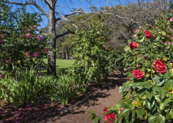 camellia garden