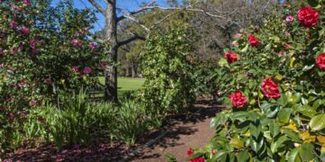 camellia garden