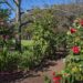 camellia garden