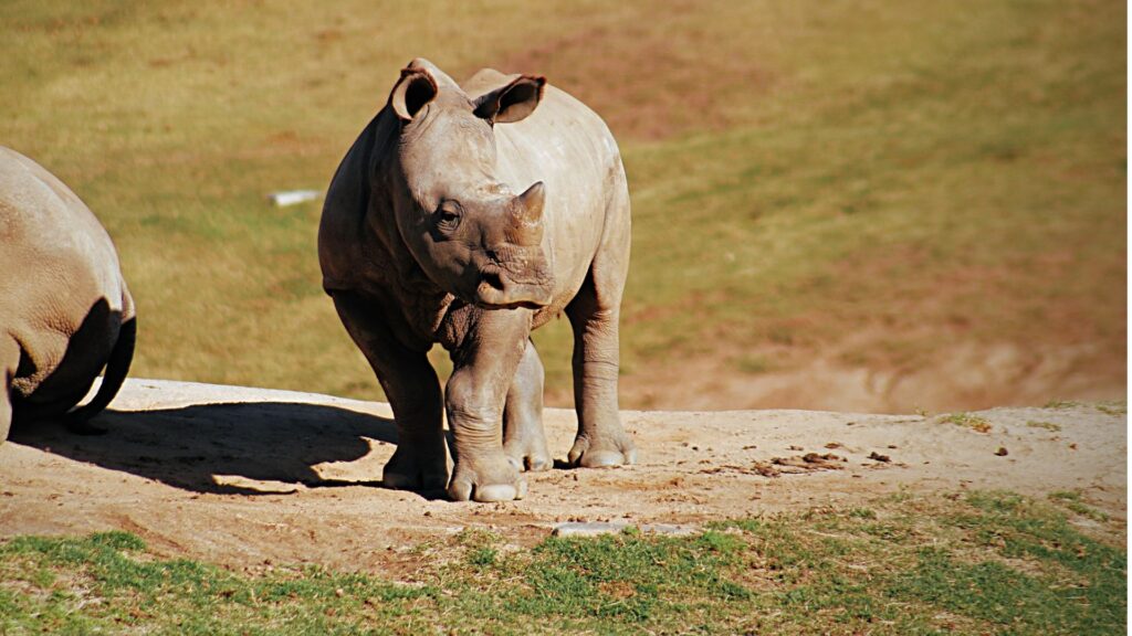 rhino orphans
