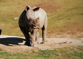 rhino orphans