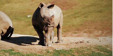 rhino orphans
