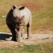 rhino orphans