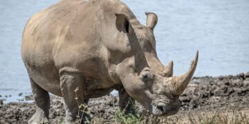 rhinos