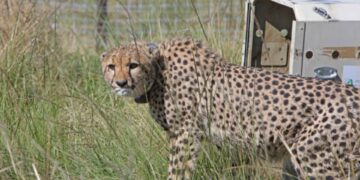 cheetahs