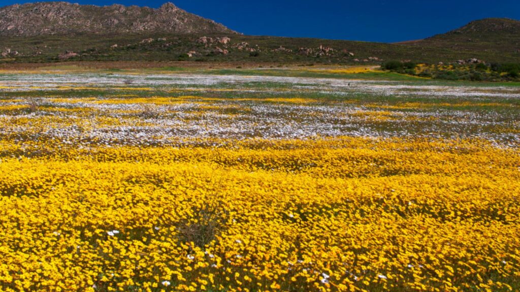 wildflowers