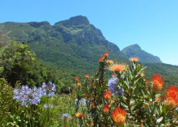 kirstenbosch