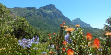 kirstenbosch