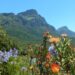 kirstenbosch