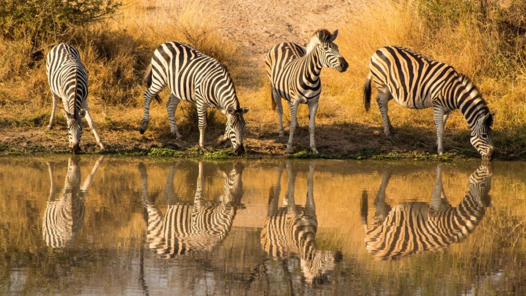 kruger national park