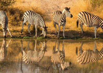 kruger national park