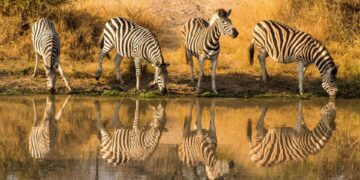 kruger national park