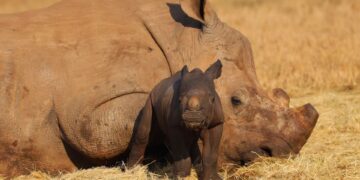 rhino