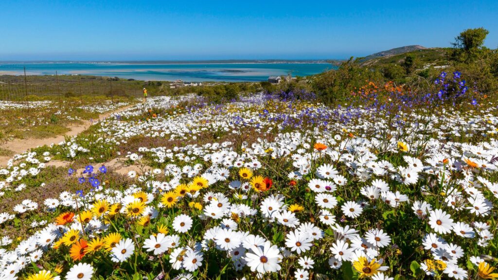 wildflowers