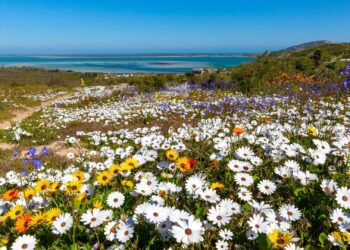 wildflowers