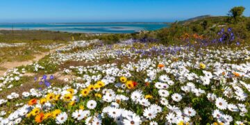 wildflowers