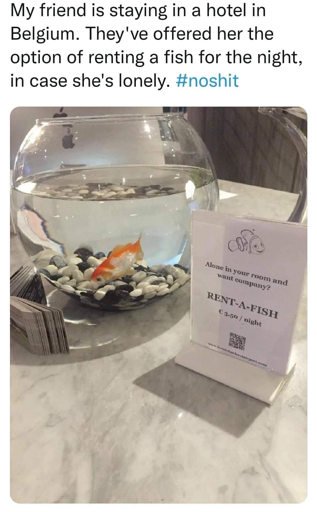 To Rent Fish No need to be lonely in your hotel room - Rent a fish! - I Love South ...