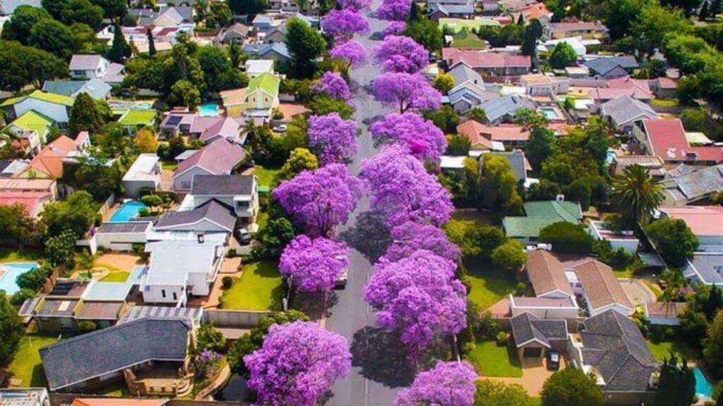 Jacaranda