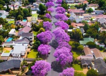 Jacaranda