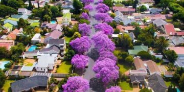 Jacaranda