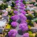 Jacaranda