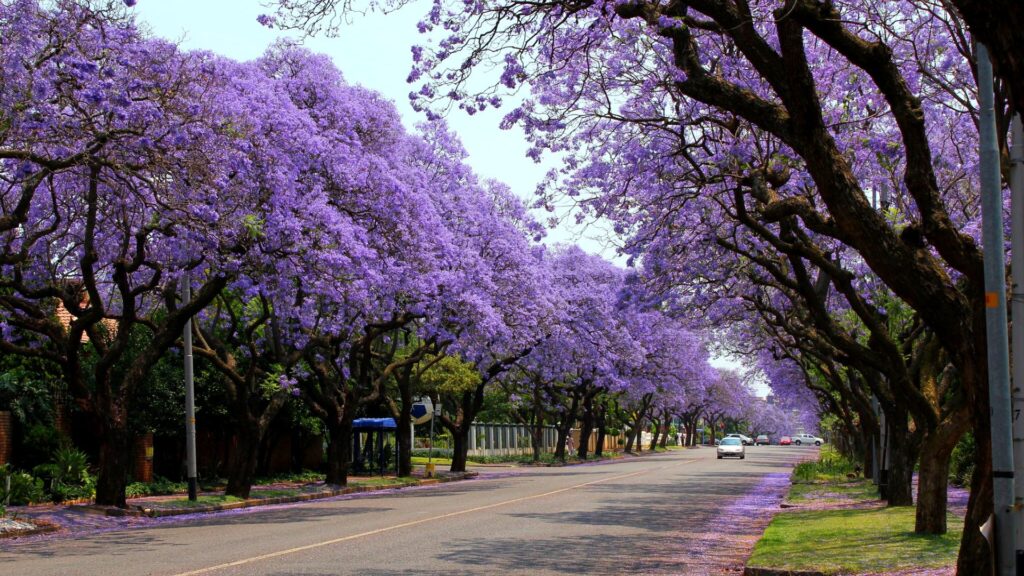 jacarandas johannesburg