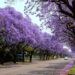 jacarandas johannesburg