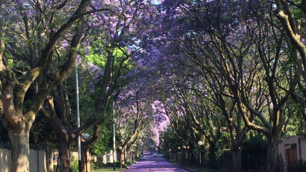 jacarandas