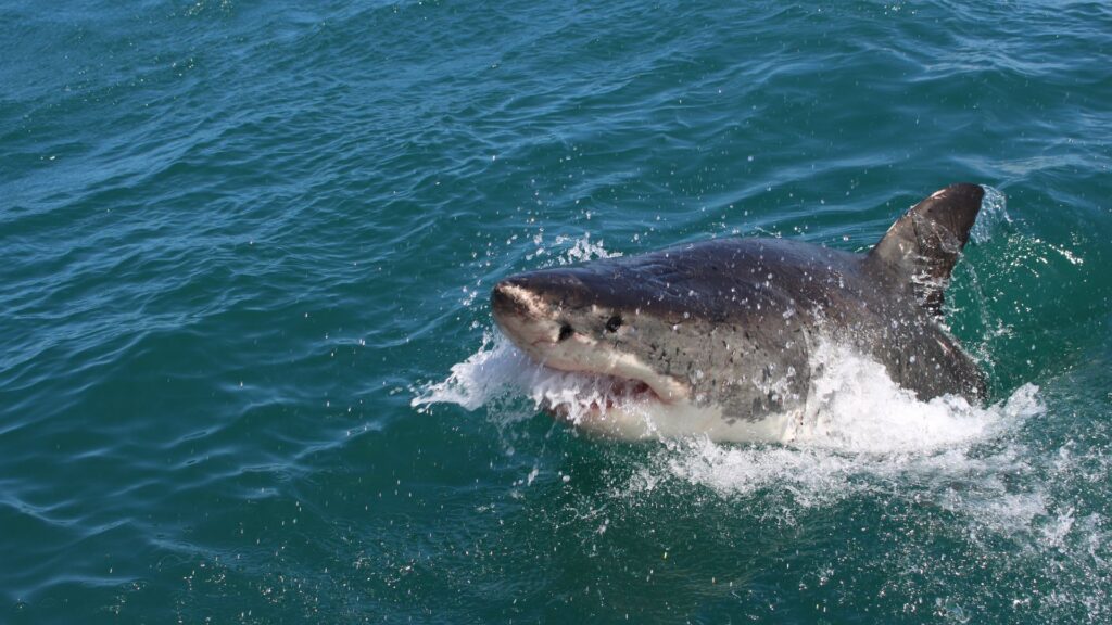 plettenberg bay sharks