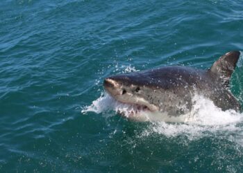 plettenberg bay sharks