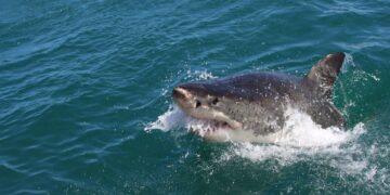 plettenberg bay sharks