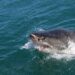 plettenberg bay sharks