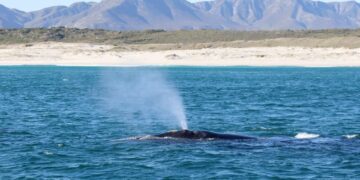 whale season